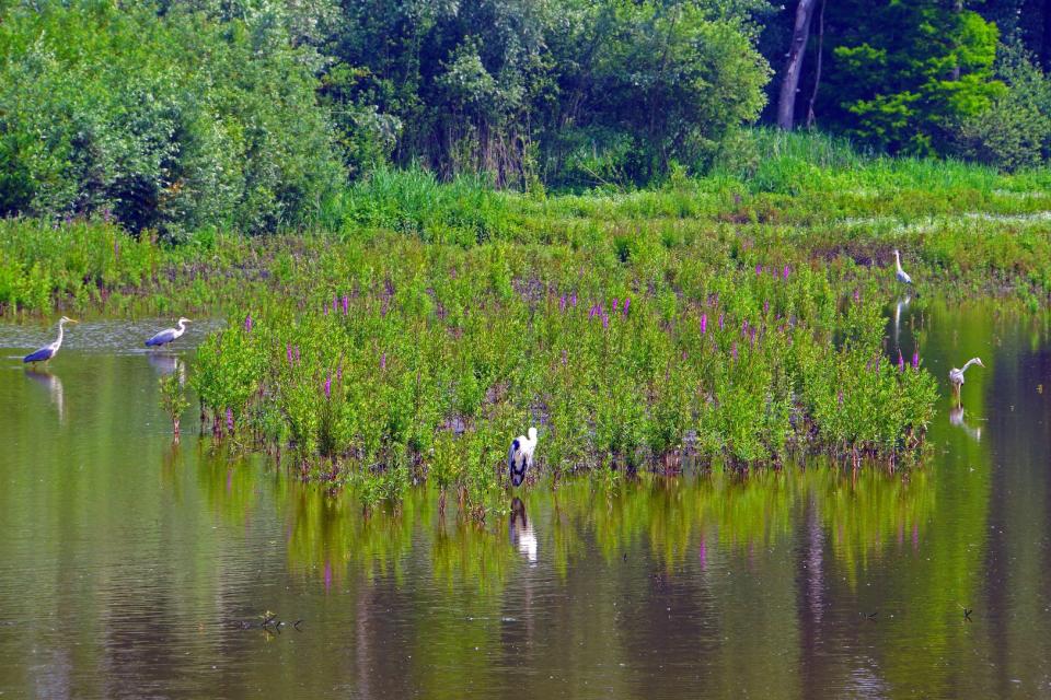 21 procent meer bos in Gent sinds 1999