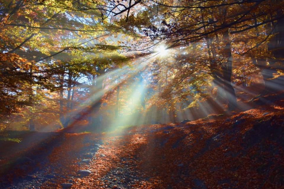 10.000 hectare bosuitbreiding voor Vlaanderen