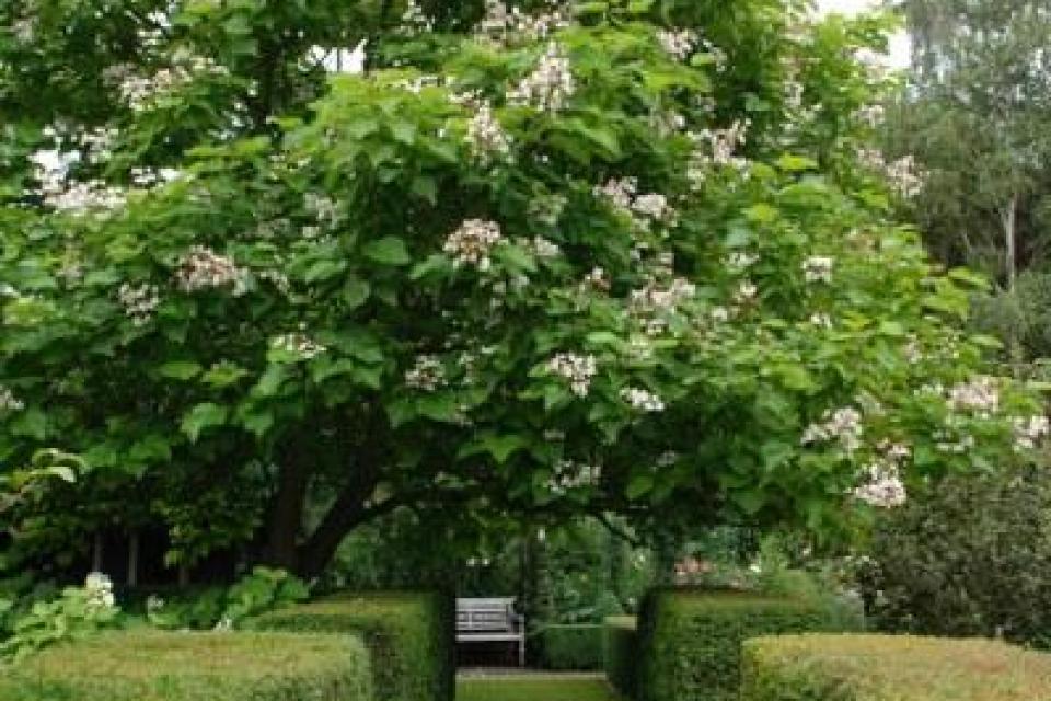 Klimaatrobuustheid belangrijk bij boomkeuze