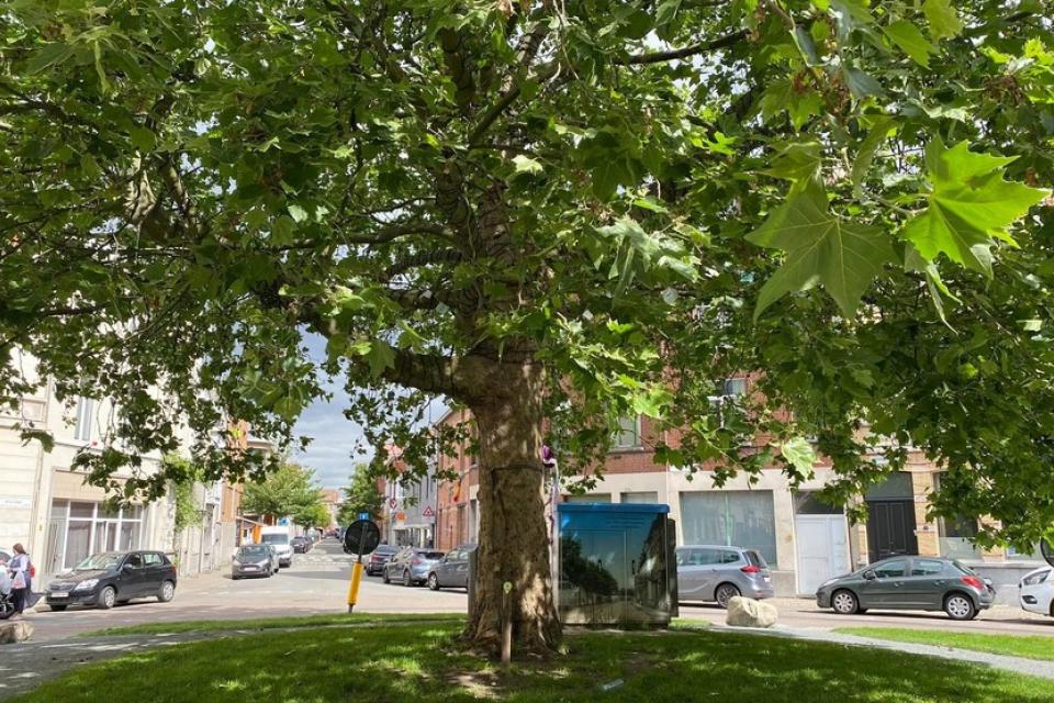 Toekomstbomen maken Antwerpen groener