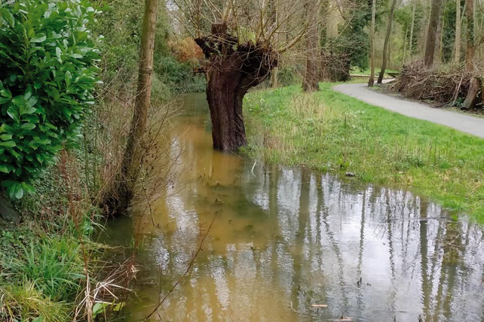 Stadsecologie in Vlaanderen 