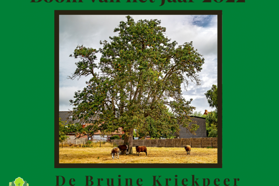 De Bruine Kriekpeer van Klerken is de ‘Boom van het Jaar 2022’