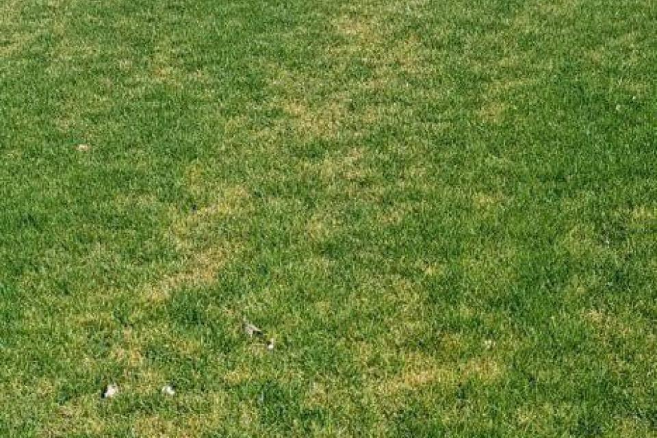 Tuinaannemers dringen aan op efficiënt water geven