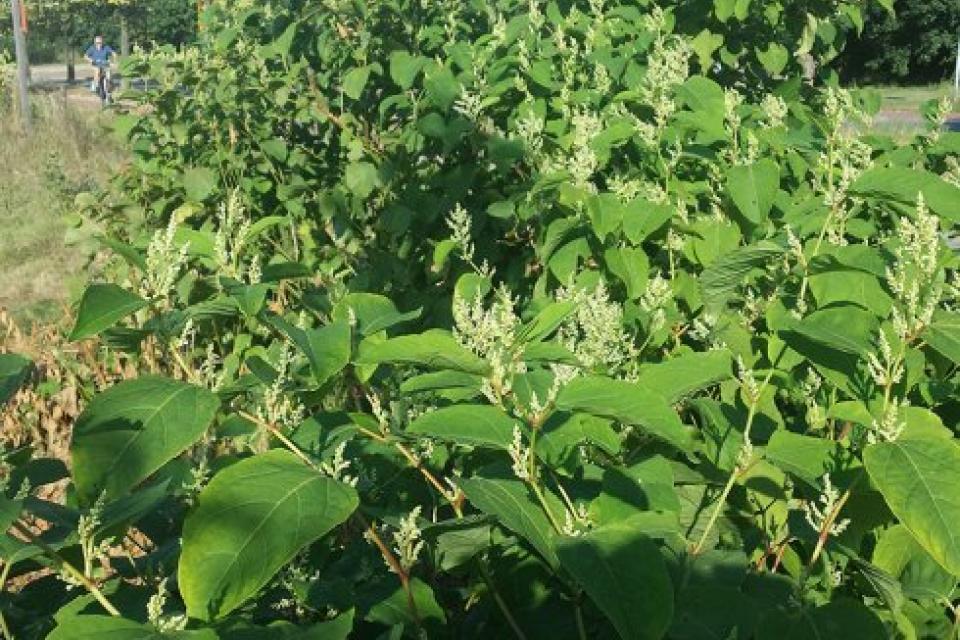 Japanse Duizendknoop: wat kunt u eraan doen? 