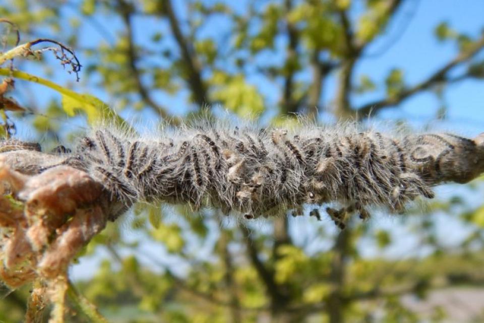 Startevent LIFE-project 'Ecologisch beheer van de eikenprocessierups’