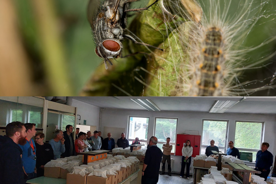 67% van de eikenprocessierupsen gedood door sluipwespen en -vliegen