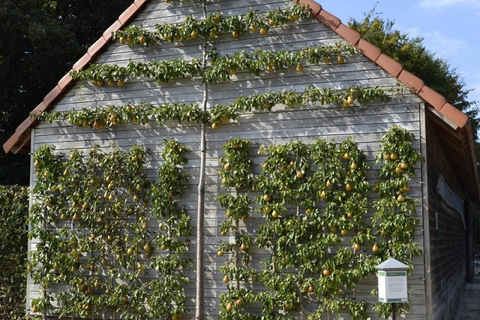 Brussel / Nomineer jouw favoriete fruitboom voor de fruitboomverkiezing van het jaar 
