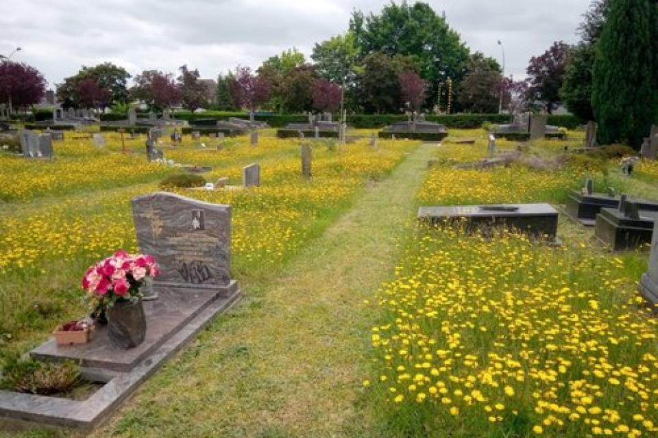 Stad Gent zet in op groene begraafplaatsen