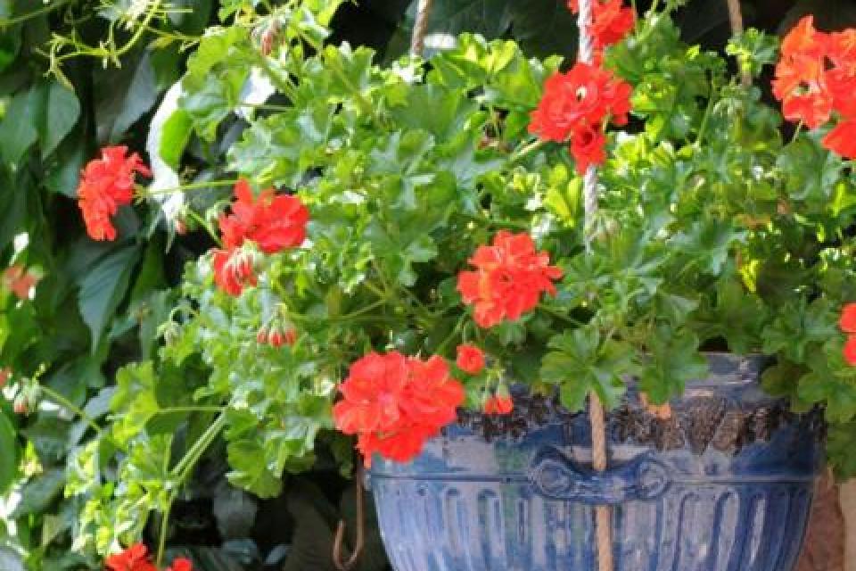 Geranium - Pelargonium