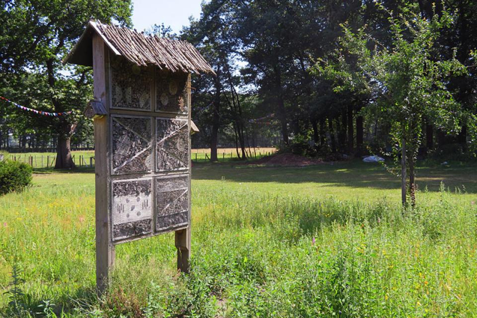 Hasselt is bijenvriendelijkste gemeente 2019