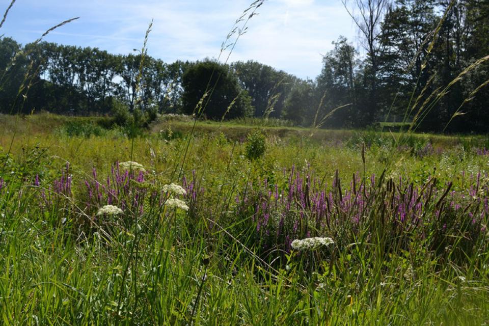Antwerpen lanceert Grasplan voor een ecologisch graslandbeheer