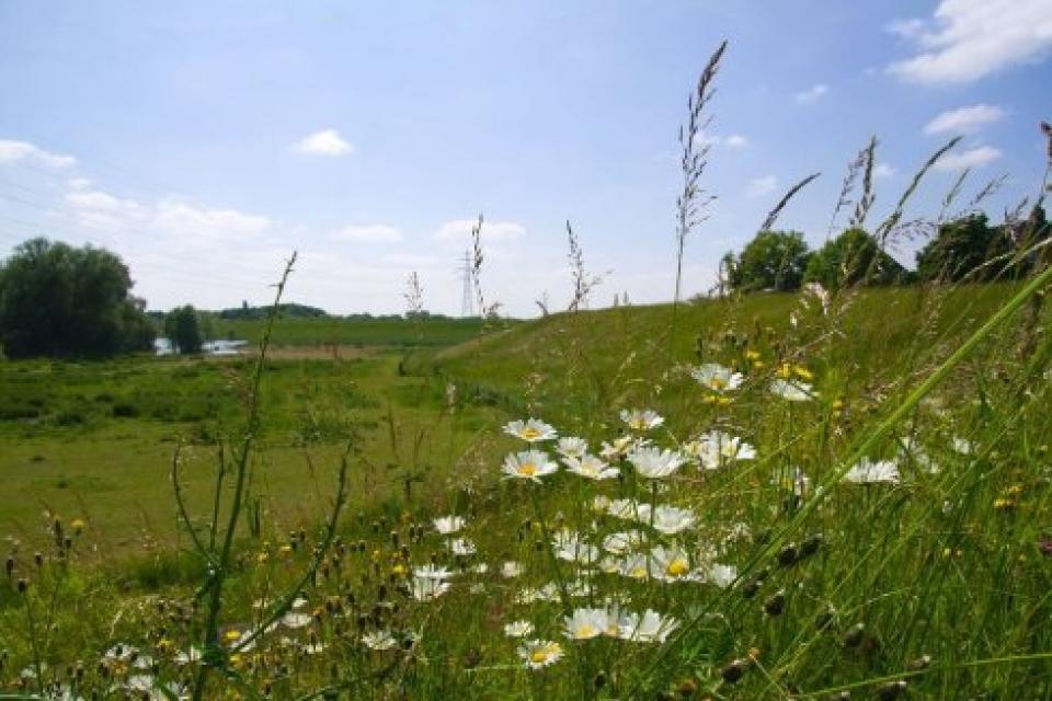 Onderzoek naar waarde van grasvelden voor klimaatbestendige leefomgeving