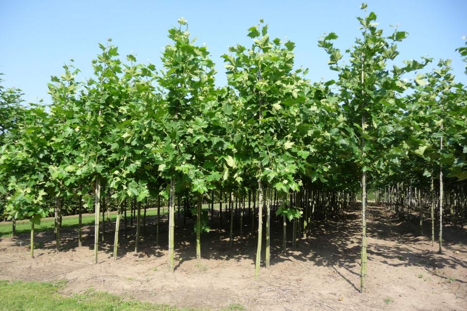 Klimaatbomen – Groeien voor de toekomst