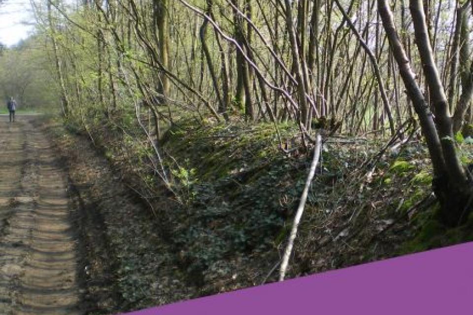 Handleiding voor het beheer van hagen en houtkanten met erfgoedwaarde