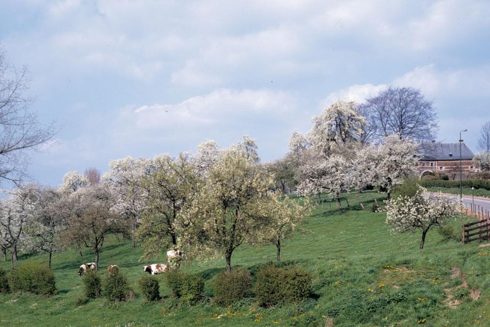 Een onroerend erfgoedrichtplan voor de hoogstamboomgaarden in Haspengouw en Voeren 