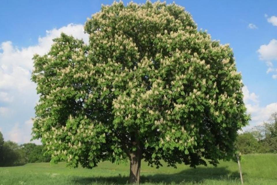 Ruim 5 op 10 Europese bomen met uitsterven bedreigd