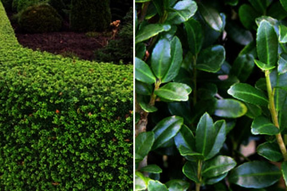 Ilex crenata