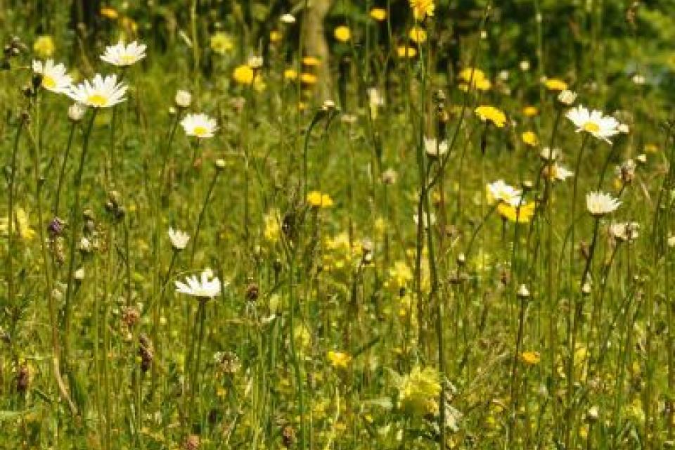 Webinar: aan de slag met bloemenweides 