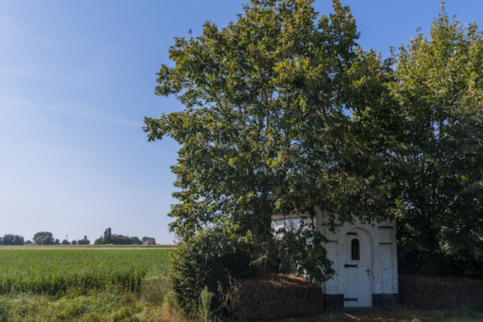 Bakens van bomen / Zuid-West-Vlaanderen inventariseert oude bomen