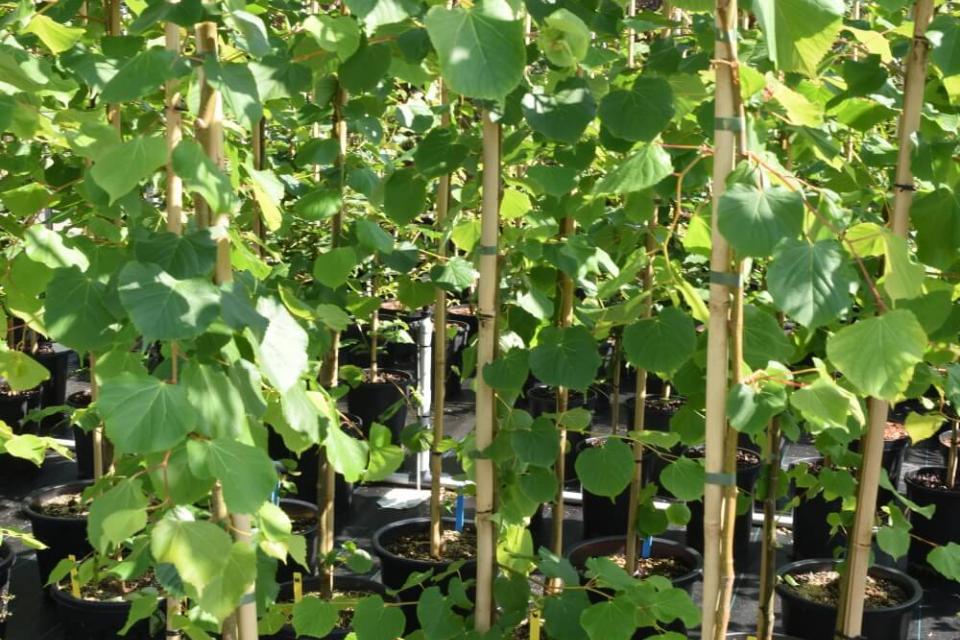 Een absolute nummer 1 klimaatboom bestaat niet