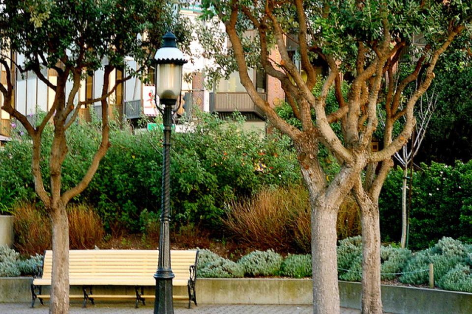 Limburg subsidieert ‘klimaatbomen’ in stadscentra