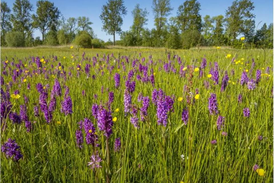 Kubiekeruimte / Online-lezing ‘Naar 30% robuuste natuur in Vlaanderen’