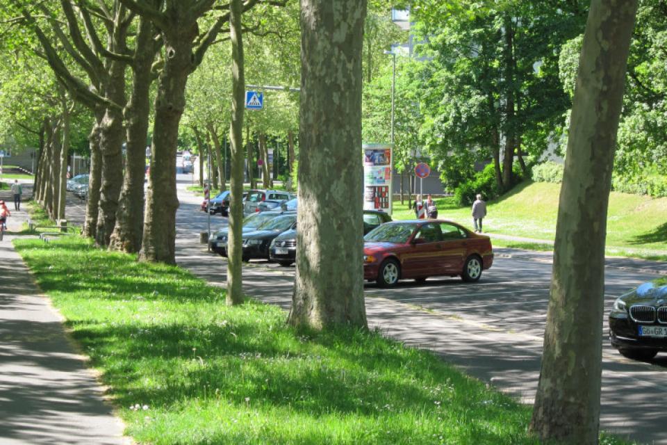 Toekomstbomen / Opgave voor landschapsarchitecten