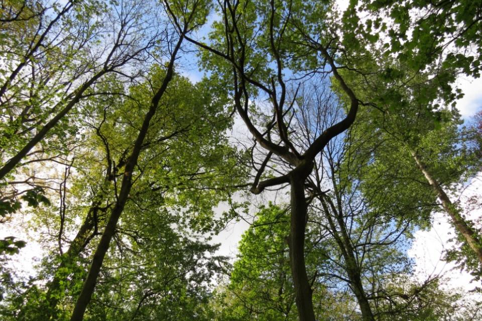 Thema Boom van het Jaar 2021: Luchtzuiverende bomen