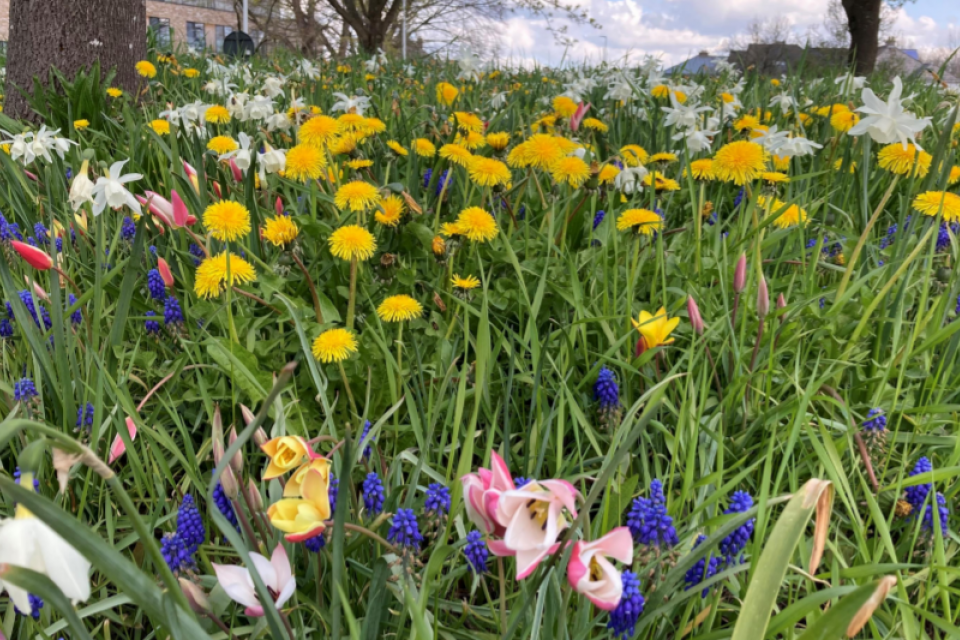 Online infomoment voor lokale besturen over Maai Mei Niet 