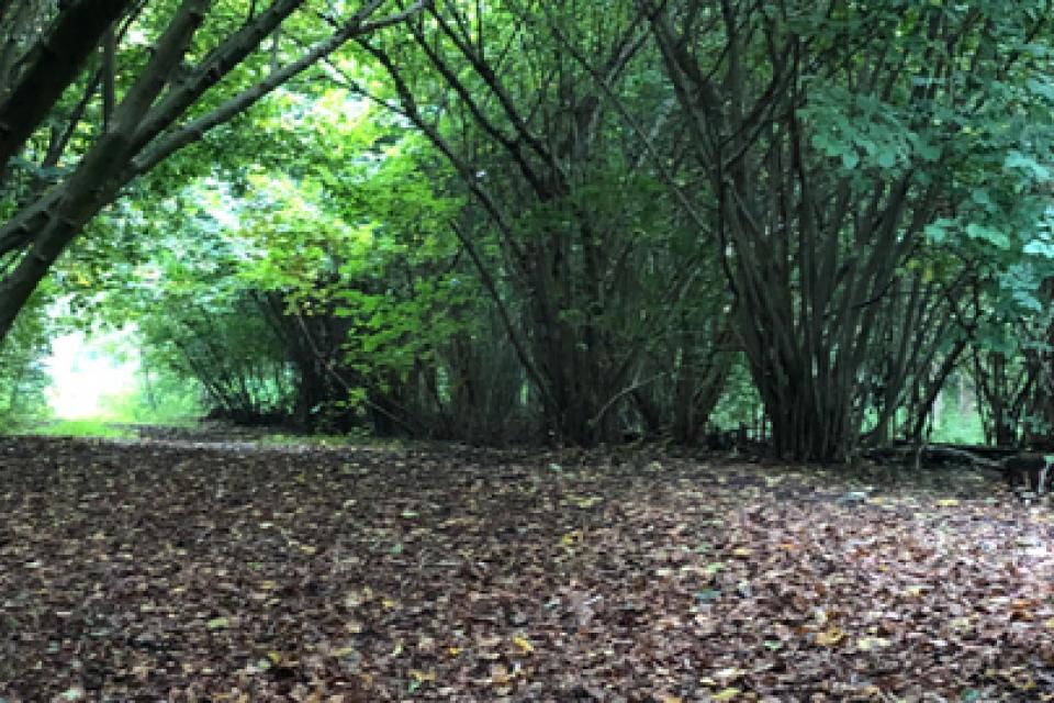 Mechelen plant 300 grote bomen per jaar