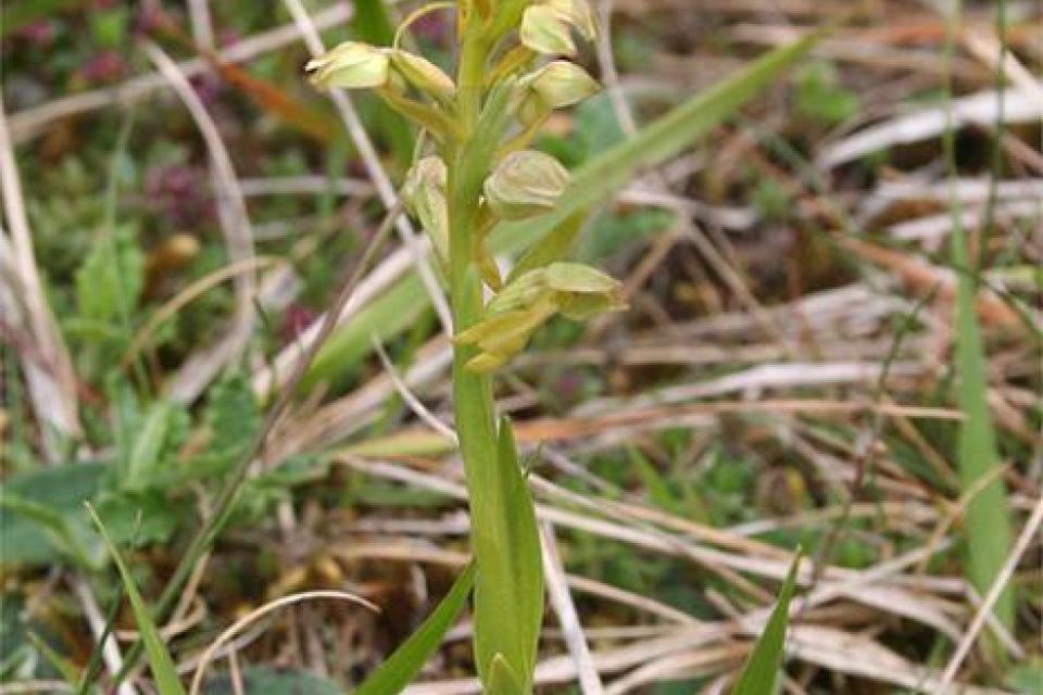 Vlaanderen wordt te warm voor inheemse plantensoorten 