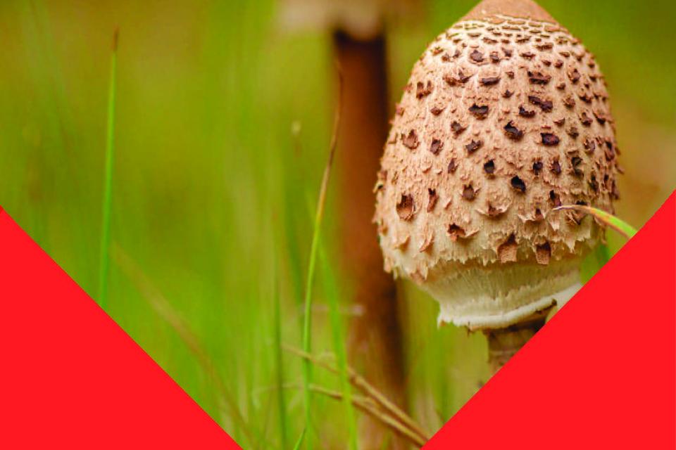 Grasbeheer op maat van paddenstoelen