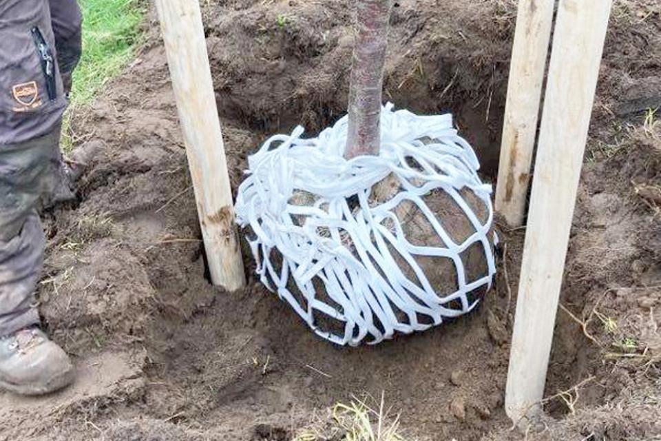 Onderzoek naar bodemadditieven, irrigatietechnieken en snoei bij bomen