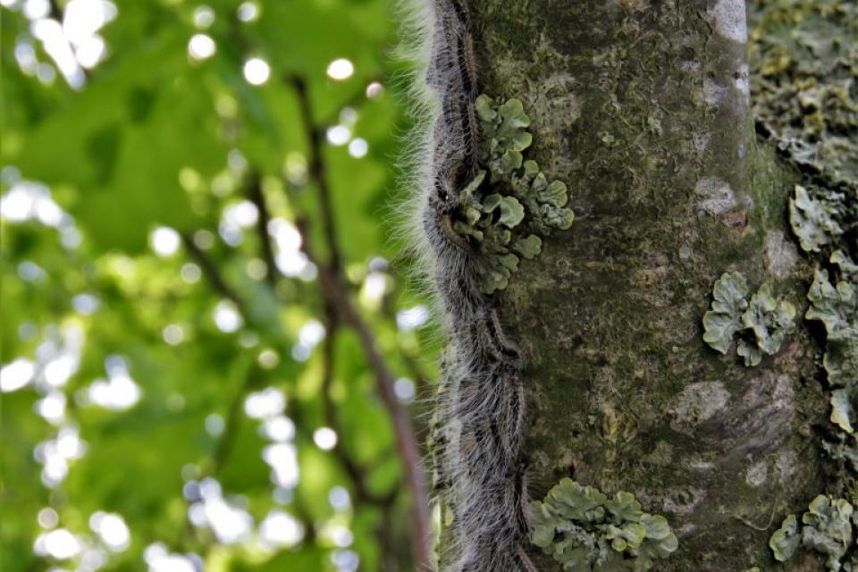 Webinar over de eikenprocessierups 