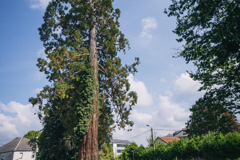 Boom van het Jaar 2021 / De Mammoetboom in Virton