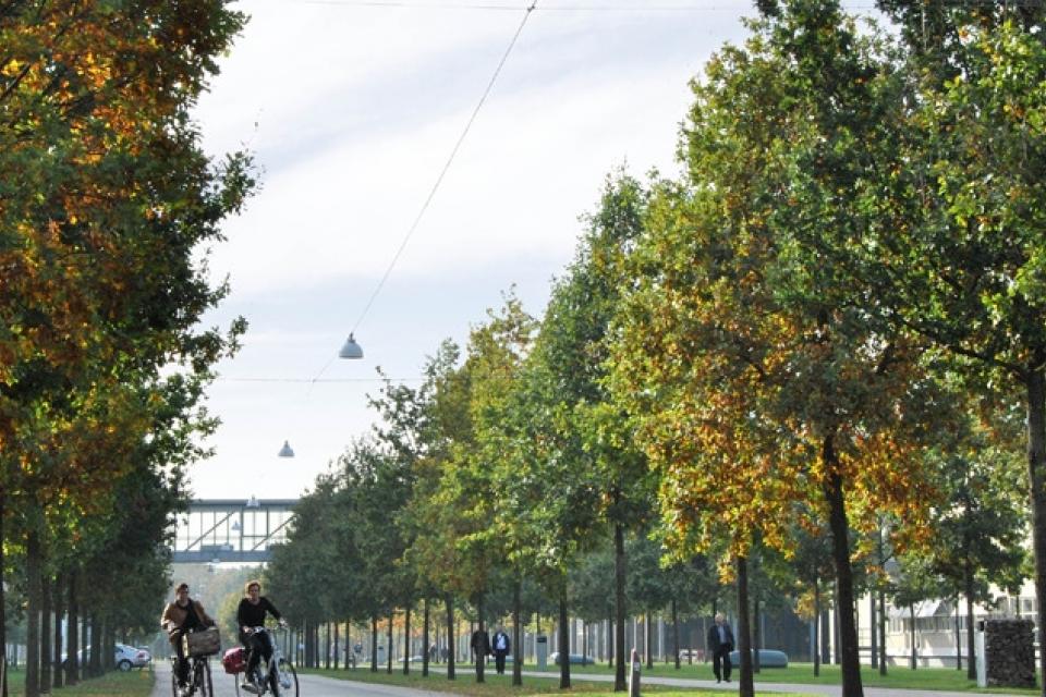 Meer stadsgroen: de 3-30-300-vuistregel