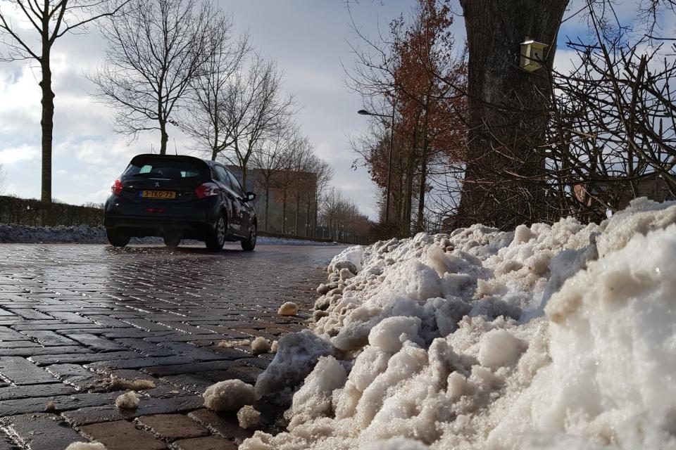 Plant bomen die tegen zout kunnen