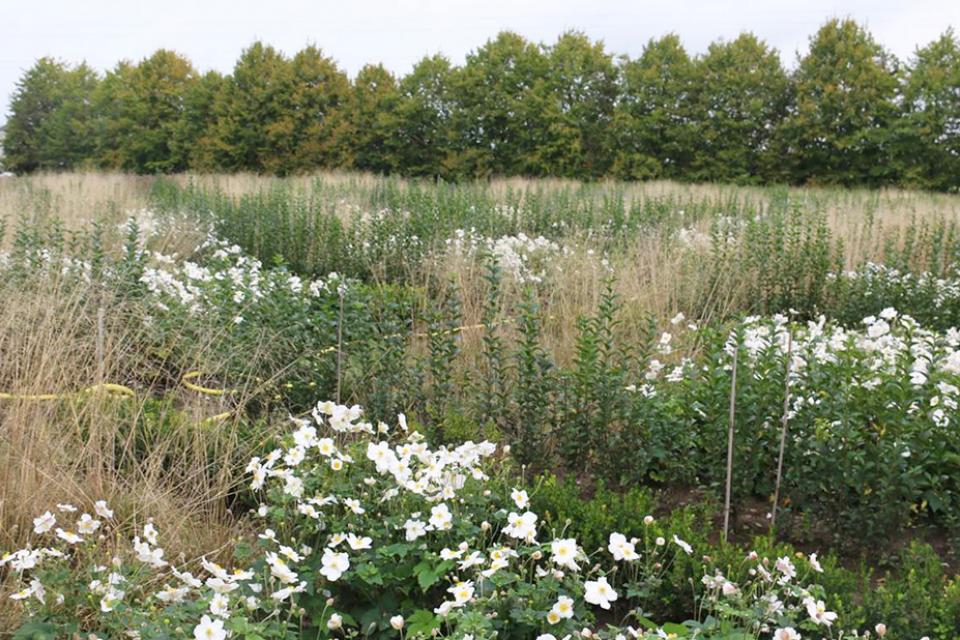 PCS / Lerend netwerk 'Natuurlijke beplanting' 