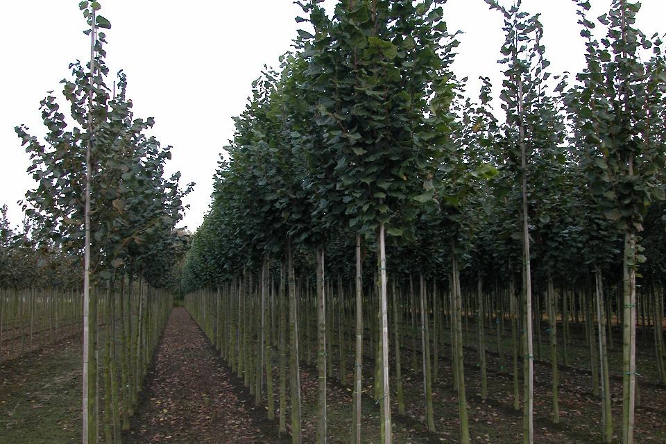 Tilia platyphyllos 'Zelzate'
