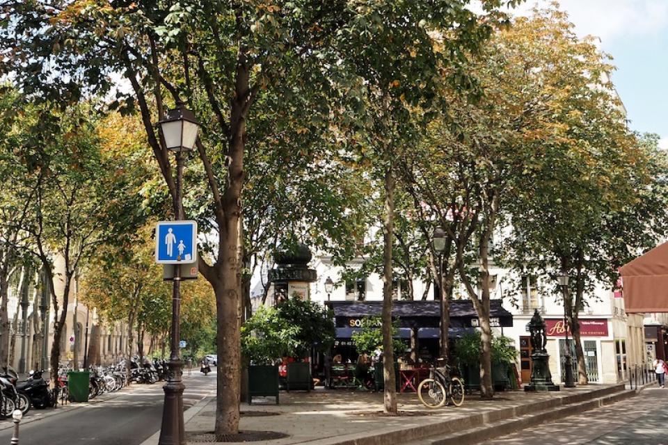 Beleidsrapporten over Bomen in de bebouwde omgeving
