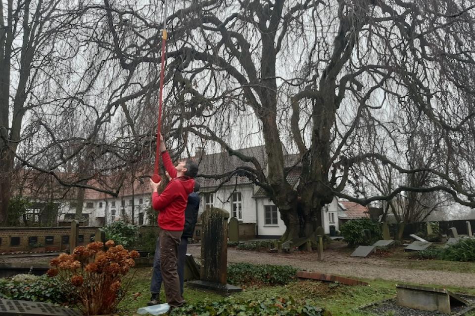 Provincie Oost-Vlaanderen neemt enten van treurbeuk op protestants kerkhof Korsele 
