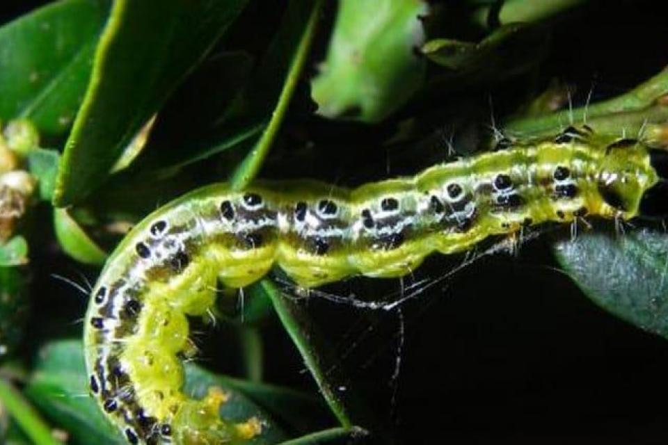 Buxusmot ontwaakt uit winterslaap