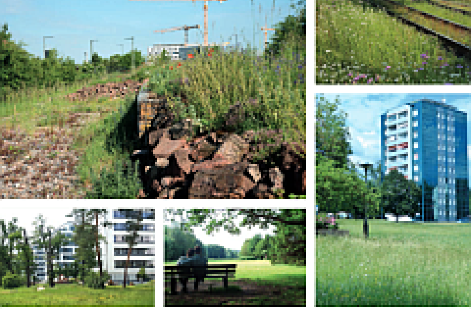 Praktijkgids voor het creëren van gemeentelijke biodiversiteitsstrategieën