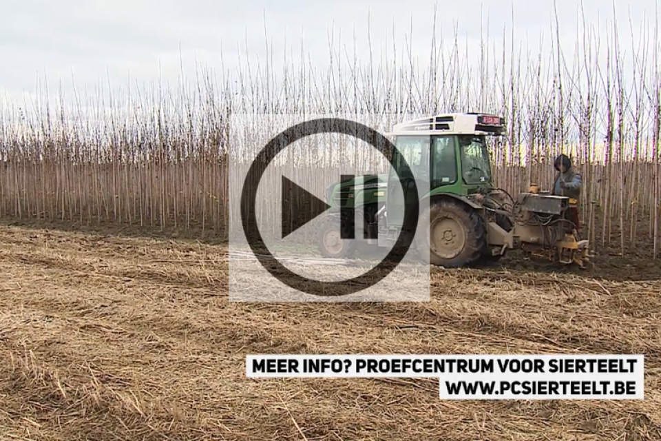 Bomen spelen een belangrijke rol