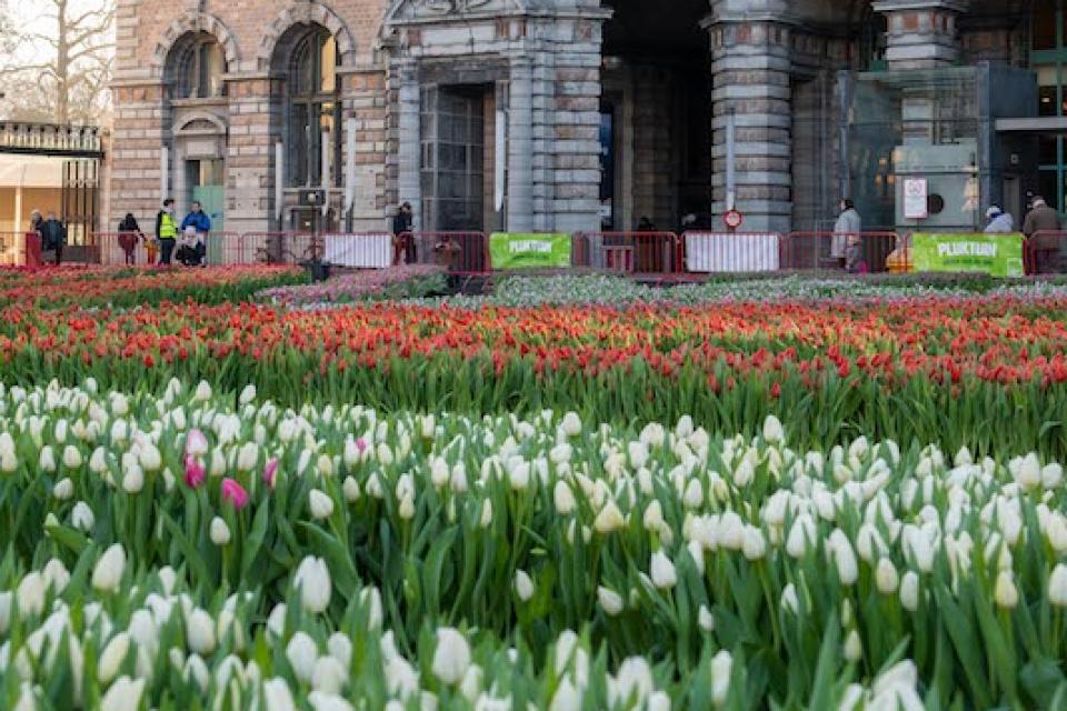 De lente begint met Vlaamse tulpen