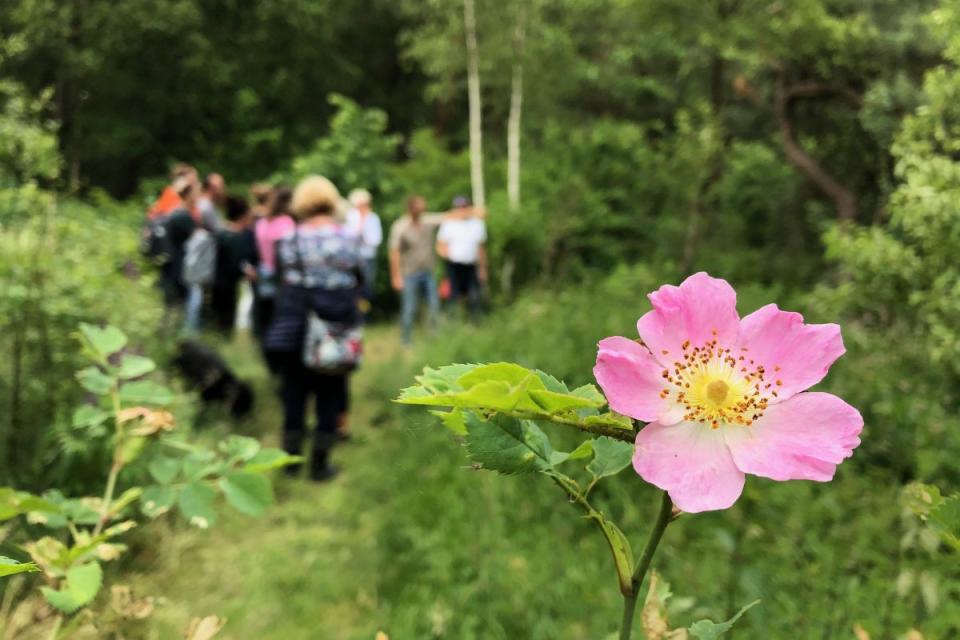Zes recepten voor biodiverser, klimaatrobuuster en voedselrijker bos