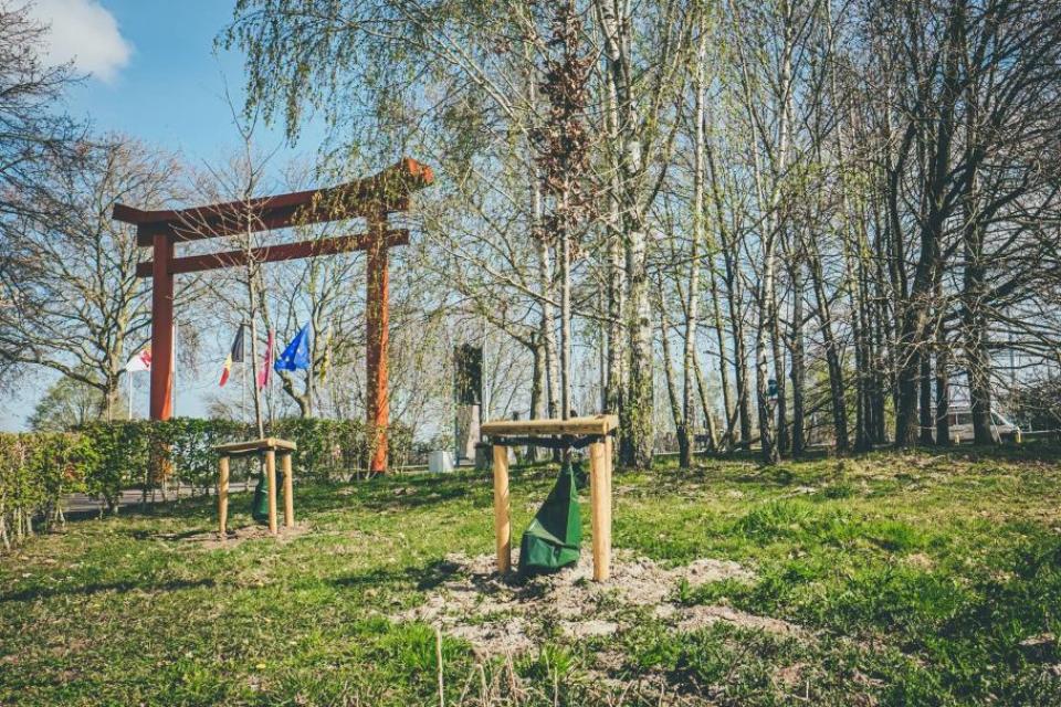 Hasselt / Waterzakken bevochtigen bomen