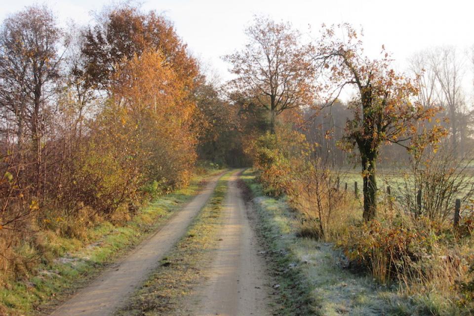 Webinar over de oproep houtkanten voor lokale besturen