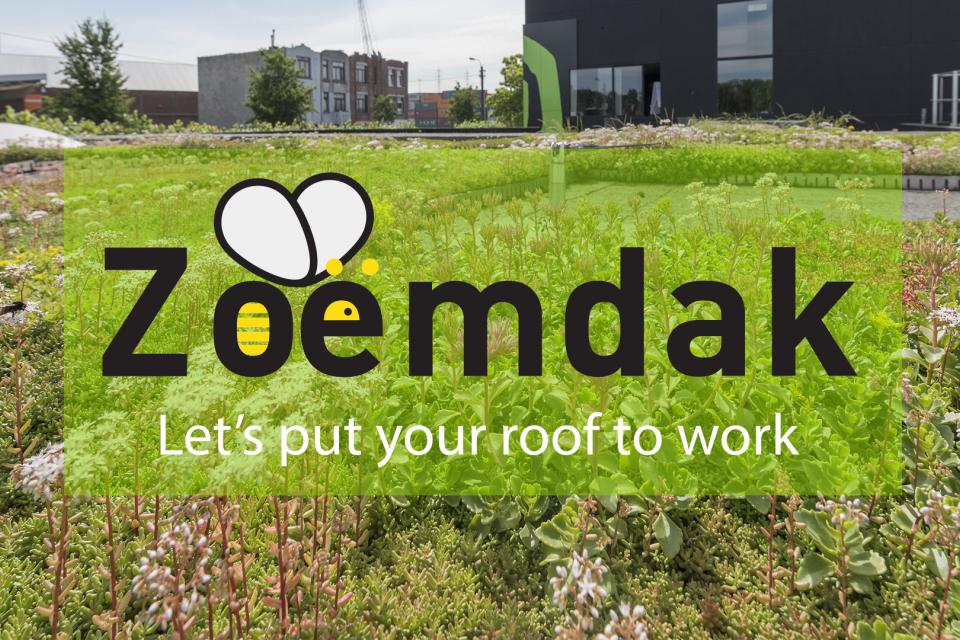 De Boer Green zoekt platte daken voor biodivers groendak