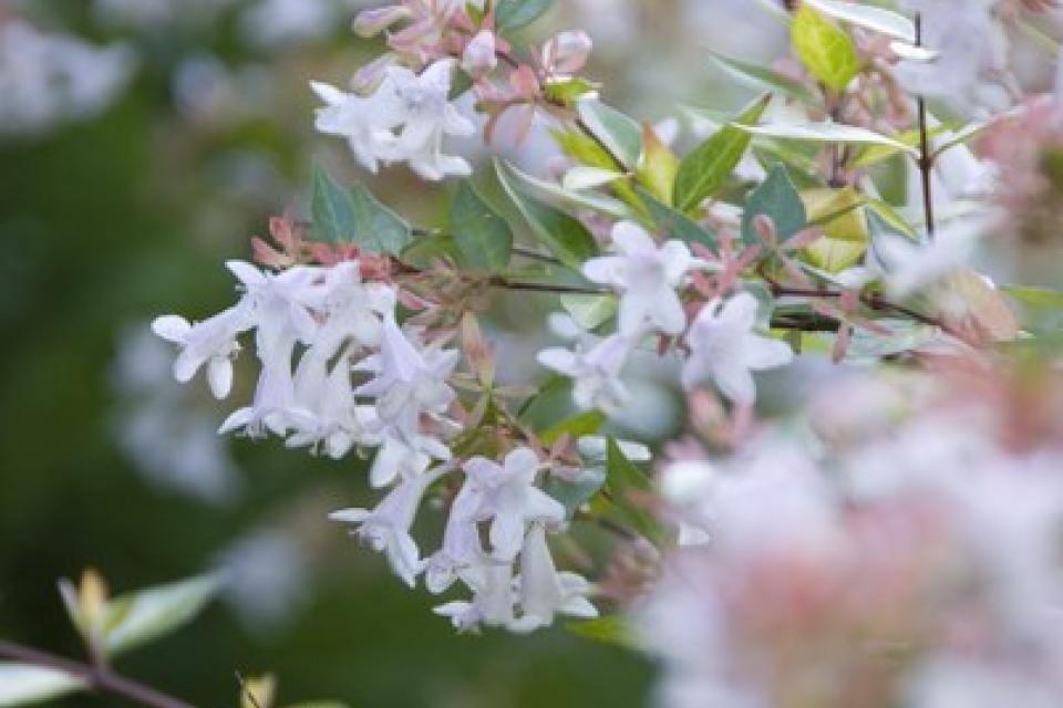 Abelia grandiflora 'Francis Mason'